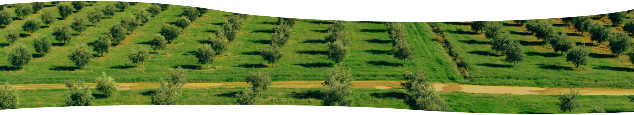 Frantoio Meringolo Frantoio Meringolo