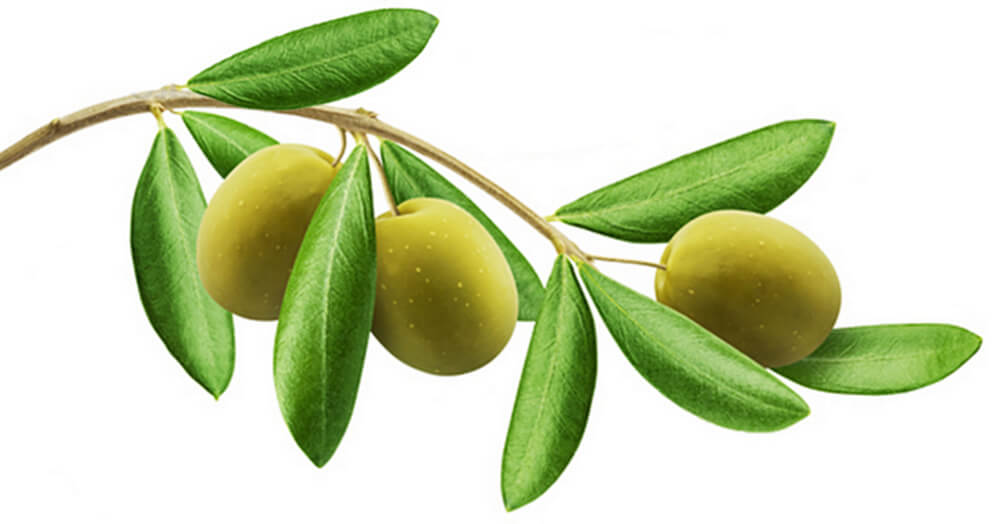 Frantoio Meringolo - olive
